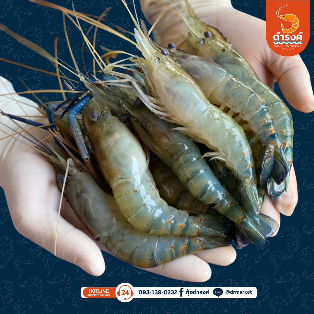 กุ้งก้ามกราม ขนาด 15-20ตัว/กิโลกรัม