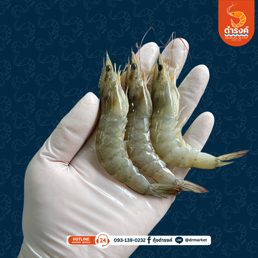 กุ้งขาวสด ขนาดเล็ก 91-95 ตัว/กิโลกรัม 130 บาท