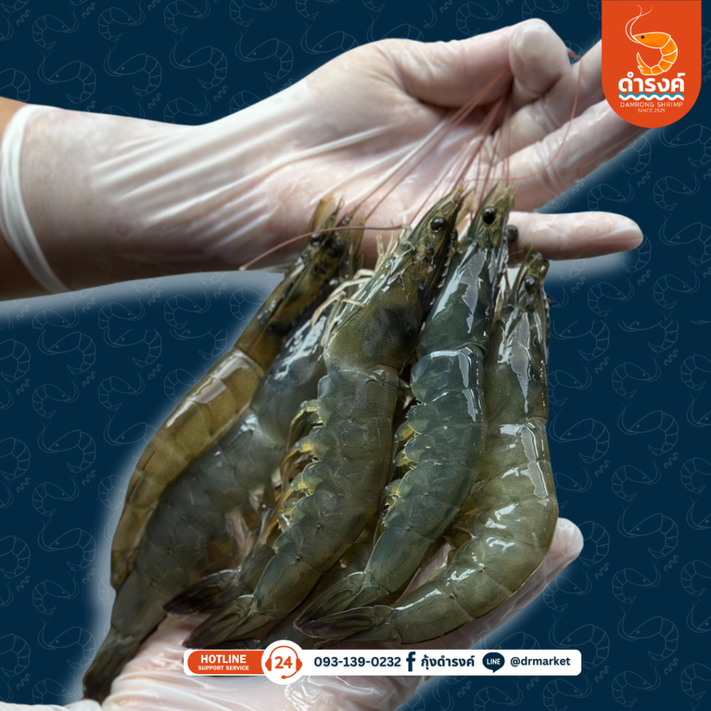 กุ้งขาวสด ขนาด 21-25 ตัว/กิโลกรัม ราคา 320