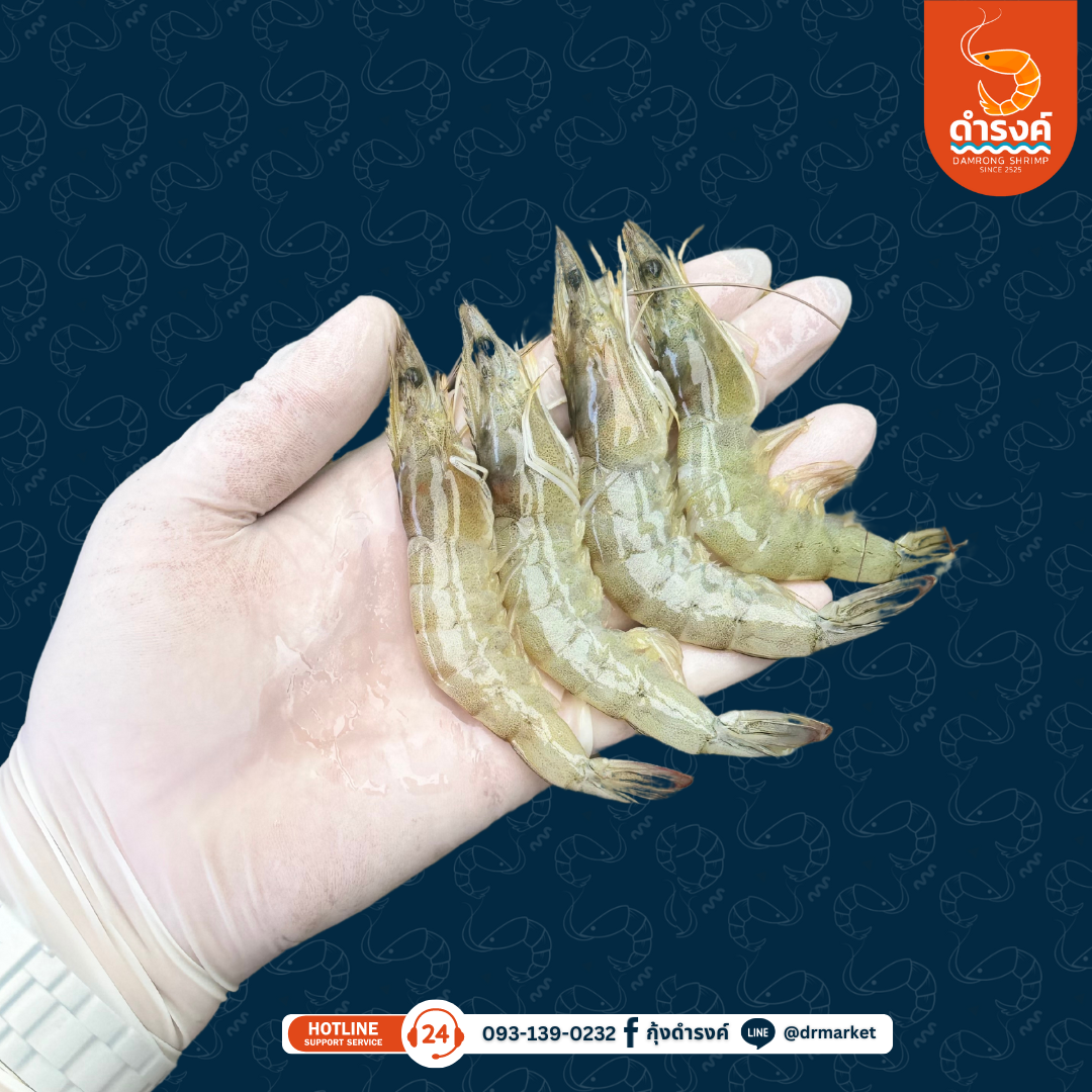 กุ้งขาวสดวันนี้ 51-55 ตัว/กก