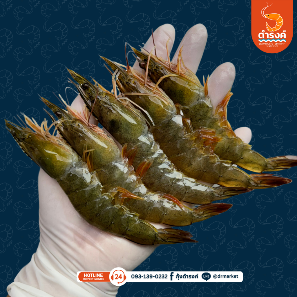 กุ้งขาวสด ขนาดกลาง 41-45 ตัว/กิโลกรัม 250 บาท