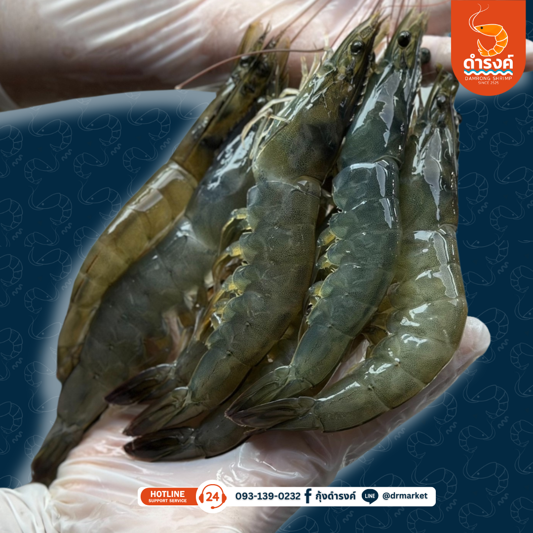 กุ้งขาวสด ขนาดใหญ่ 21-25 ตัว/กิโลกรัม 320 บาท