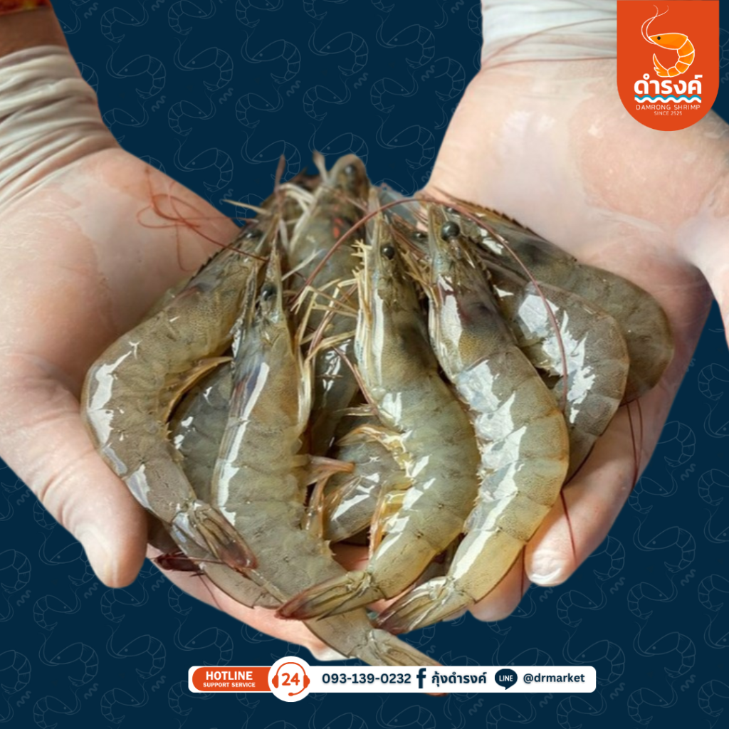 กุ้งขาวสด ขนาดกลาง 41-45 ตัว/กิโลกรัม 250 บาท