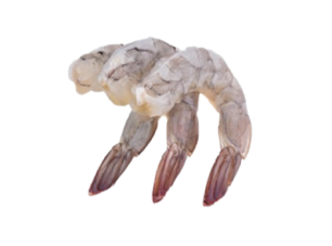 กุ้งสดราคาส่ง