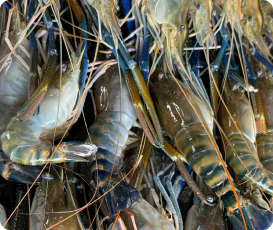กุ้งสดราคาส่ง