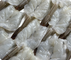 กุ้งสดราคาส่ง
