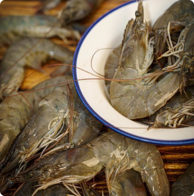 กุ้งสดราคาส่ง