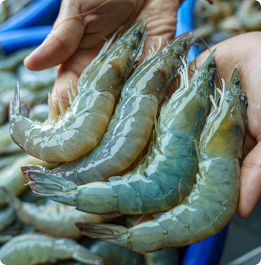 กุ้งสดราคาส่ง