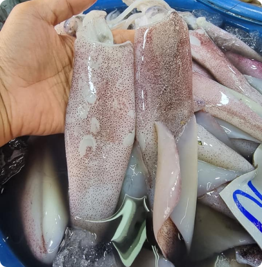 กุ้งสดราคาส่ง