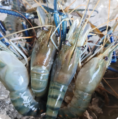 กุ้งสดราคาส่ง