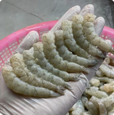 กุ้งสดราคาส่ง
