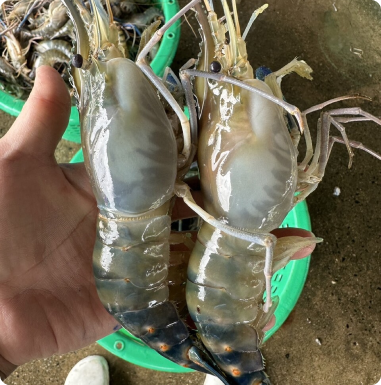 กุ้งสดราคาส่ง