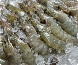 กุ้งสดราคาส่ง