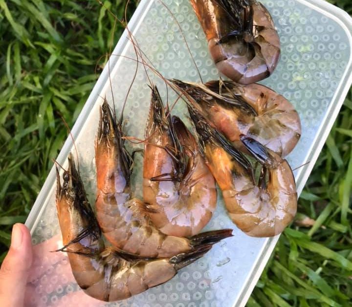 วิธีเก็บกุ้งสด