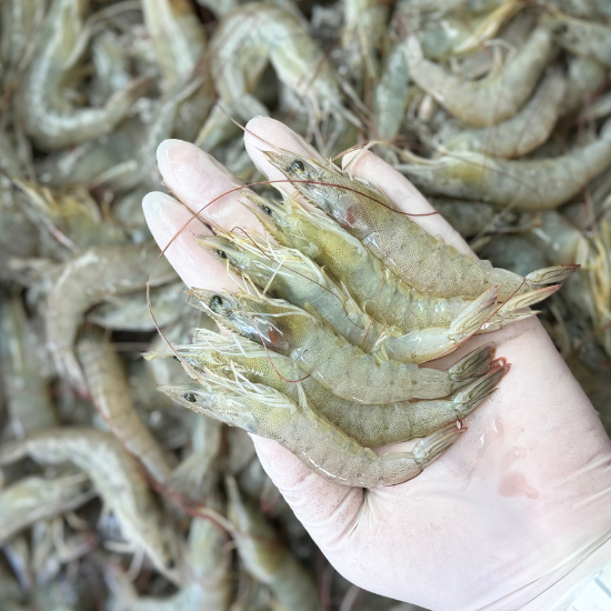 วิธีทำกุ้งแห้ง กุ้งเล็ก 100ตัวโล