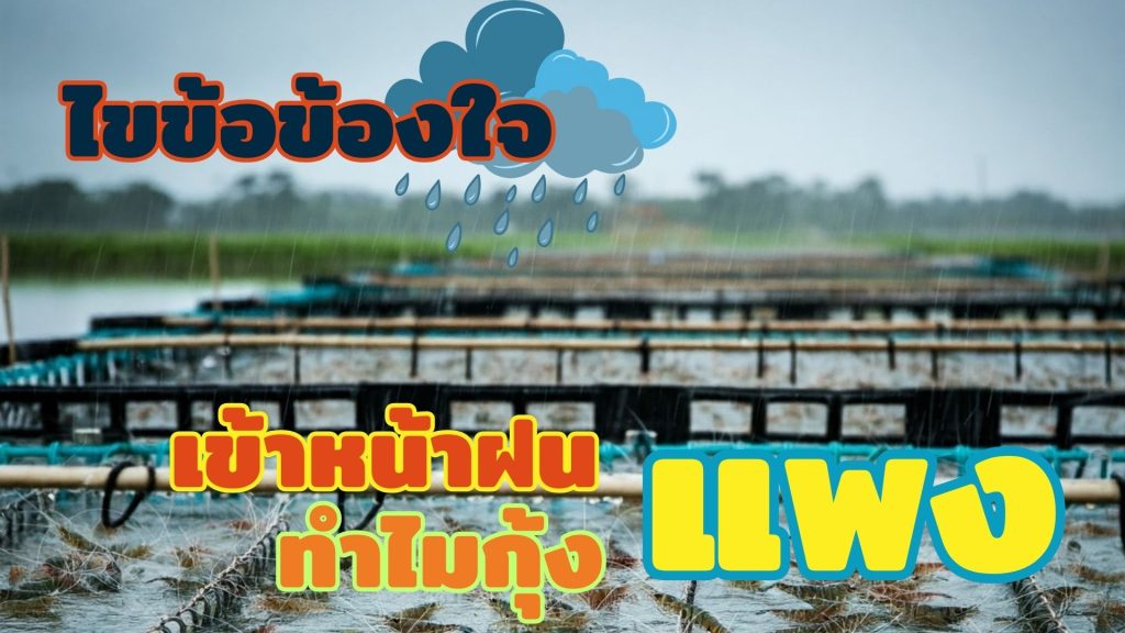 หน้าฝนกุ้งแพง